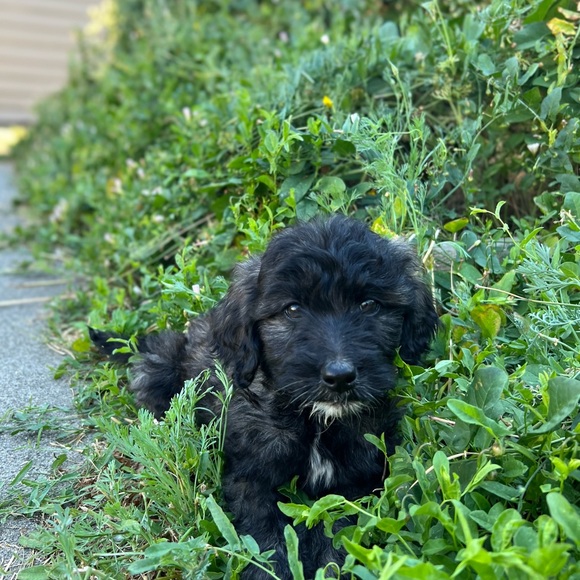 Meet your Posher, Tristin - Picture 1 of 1